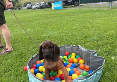 Welpen und Junghundekurs 2025